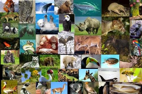 animales en peligro de extincion en el mundo