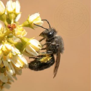 Señalada como imagen de la Fundación Abejas de Chile https://abejasdechile.com/